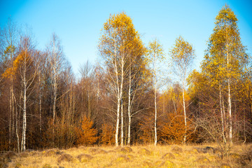 Birch tree landscape in the morning autumn