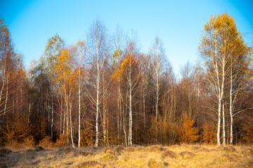 Fototapeta premium Birch tree landscape in the morning autumn