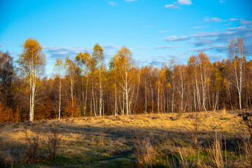 Birch tree landscape in the morning autumn