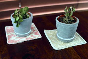 Two small dying succulent plants in grey pots