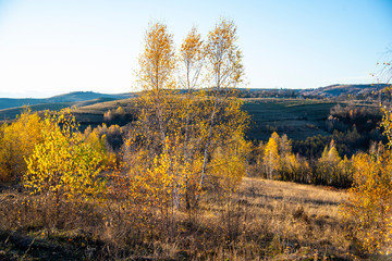 Fototapeta premium Birch tree landscape in the morning autumn