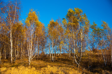 Birch tree landscape in the morning autumn