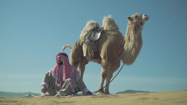 A bedouin arab sits with a two-humped camel and looks away in the desert under the sun