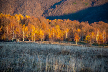 Birch tree landscape in the morning autumn