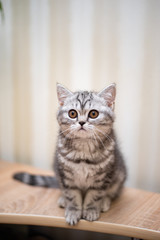 kitten scottish british cat burma munchkin animals