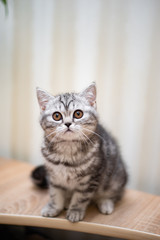 kitten Scottish British cat Burmese munchkin animals