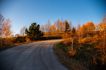 Birch tree landscape in the morning autumn