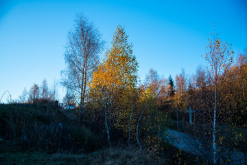 Fototapeta premium Birch tree landscape in the morning autumn