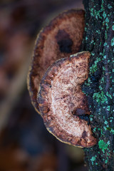 Polypore growing on a tree