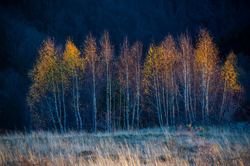 Birch tree landscape in the morning autumn