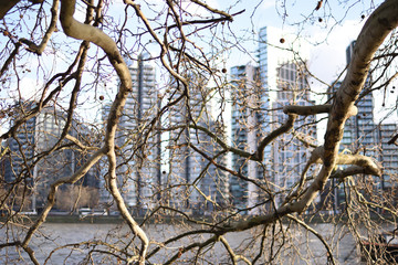 Leafless tree branches as foreground to new apartments forming skyline on winters day