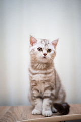 Naklejka premium kitten scottish british cat burma munchkin animals