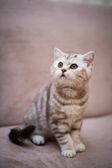 Fototapeta na wymiar kitten Scottish British cat Burmese munchkin animals