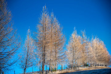 Morning winter landscape