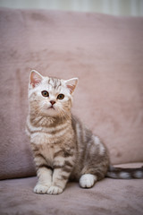 kitten Scottish British cat Burmese munchkin animals