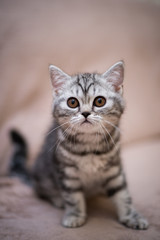 kitten scottish british cat burma munchkin animals