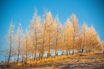 Morning winter landscape