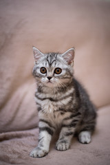 Fototapeta na wymiar kitten scottish british cat burma munchkin animals