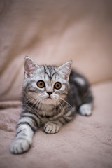 kitten scottish british cat burma munchkin animals