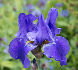 blue iris in garden