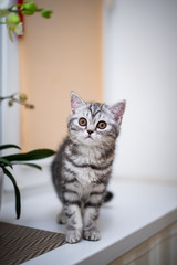 kitten scottish british cat burma munchkin animals