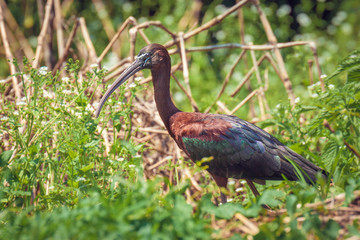 Glossy Ibis, Plegadis falcinellus in Danube Delta, Romania