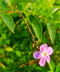 Wild pink flower tree
