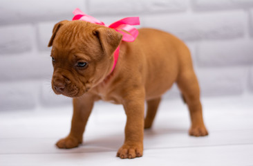 grooming staff; Staffordshire Terrier; boxer; fighting