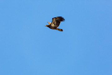 eagle in flight