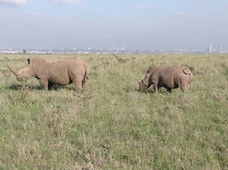 Rinocerontes en Kenia
