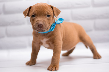 staff; Staffordshire Terrier; boxer; fighting