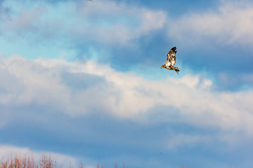 eagle in flight