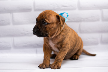staff; Staffordshire Terrier; boxer; fighting