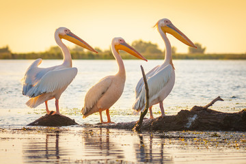 Pelecanus onocrotalus pelican in Danube Delta, Romania - obrazy, fototapety, plakaty