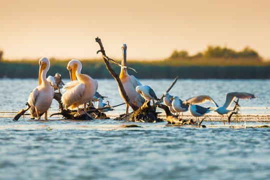 Pelecanus onocrotalus pelicans in Danube Delta, Romania