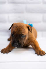 staff; Staffordshire Terrier; boxer; fighting