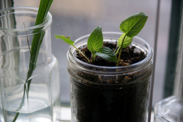 Plant in a Jar