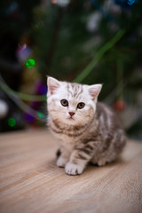 kitten scottish british cat burma munchkin animals