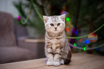 kitten scottish british cat burma munchkin animals