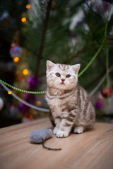 Scottish british kittens new year photo shoot 2022 animals posing