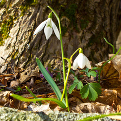 Snowdrop is the first flower of spring. The picture was taken at the end of the day in a leafy forest.