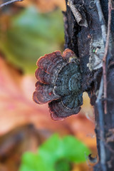 False turkey tail mushroom (Stereum ostrea) growing on a log