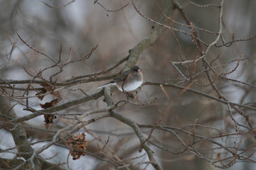 Chickadee in the branches