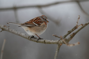 Winter Sparrow