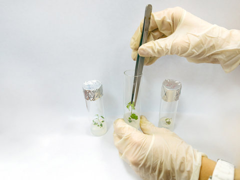Graftage of micro plants in laboratory of biotechnology for in vitro cultivating in test tube