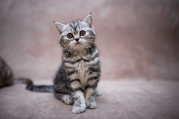 Fototapeta premium kitten scottish british cat burma munchkin animals