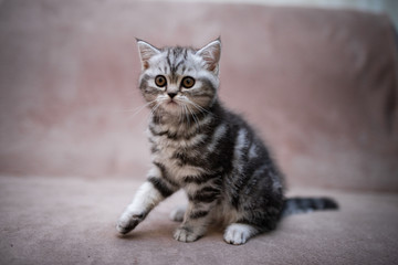 kitten scottish british cat burma munchkin animals