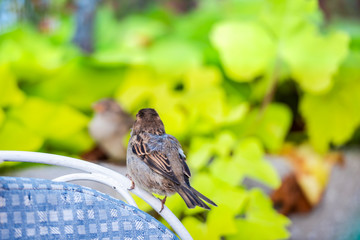 Beautiful little bird on the chair