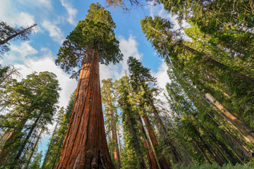 Sequoia National Park in Autumn