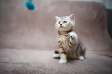 kitten scottish british cat burma munchkin animals
